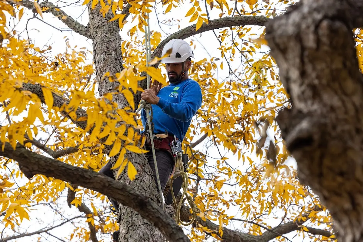 Skilled Tree Pruning crew working in Lake George