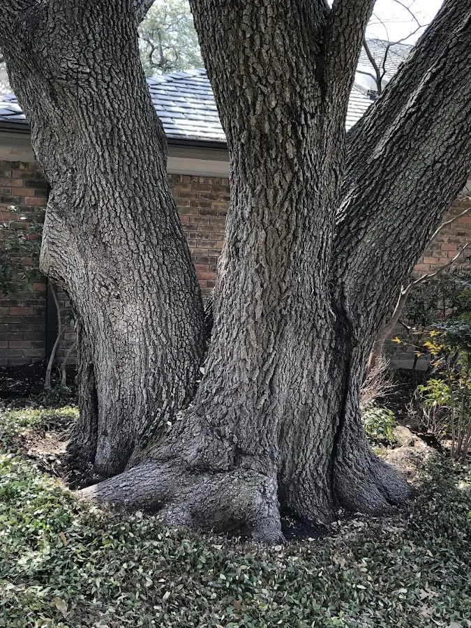 Mature heritage tree close to a Lake George property cared for by certified arborists